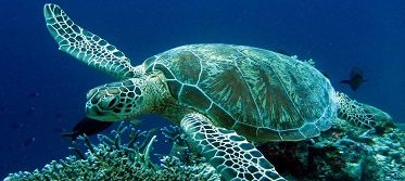 omilo-blog-sea-turtle SMALL